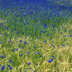 Blaues Kornfeld