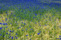 Blaues Kornfeld