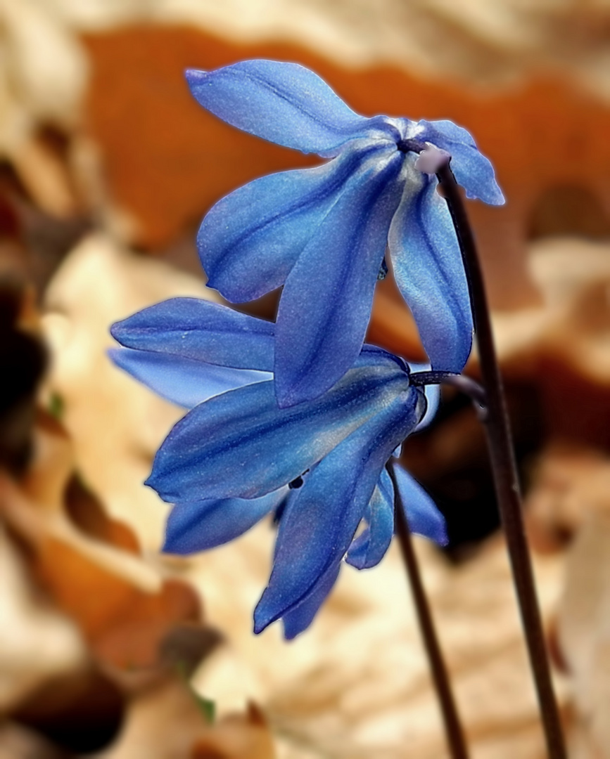 Blaues Kräutlein zum Monatswechsel