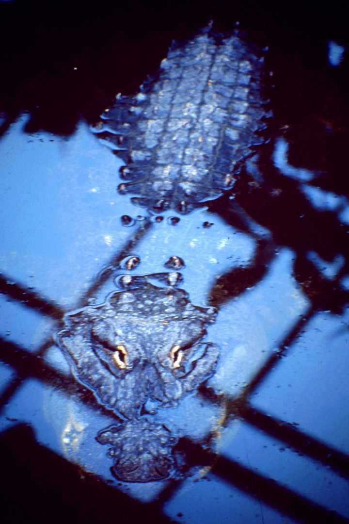 Blaues Krokodil...