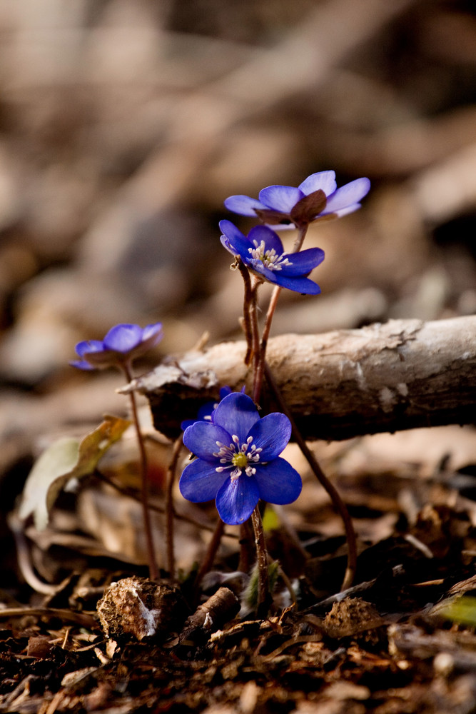 blaues lächeln