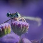 Blaues Leberbalsam-Federchen