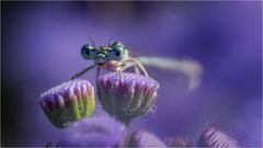 Blaues Leberbalsam-Federchen