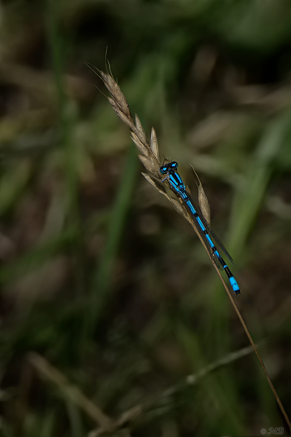 blaues Leuchten