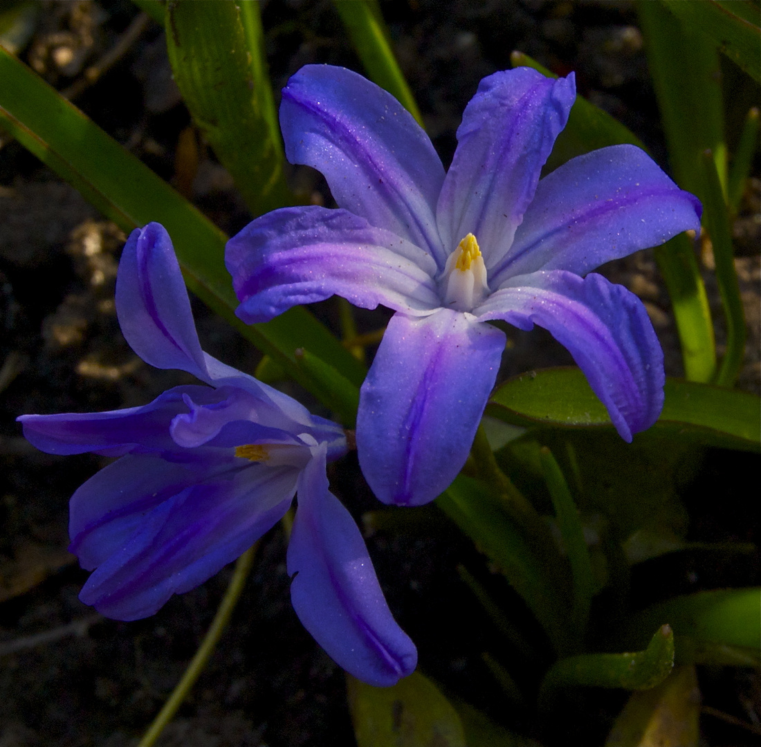 blaues leuchten am Morgen