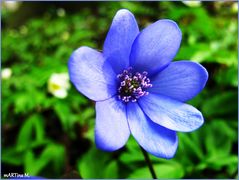 Blaues Leuchten im Wald