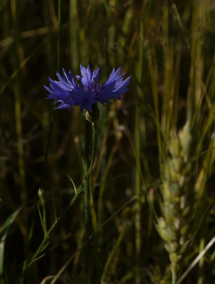 Blaues Licht im Gerstenfeld