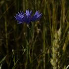 Blaues Licht im Gerstenfeld