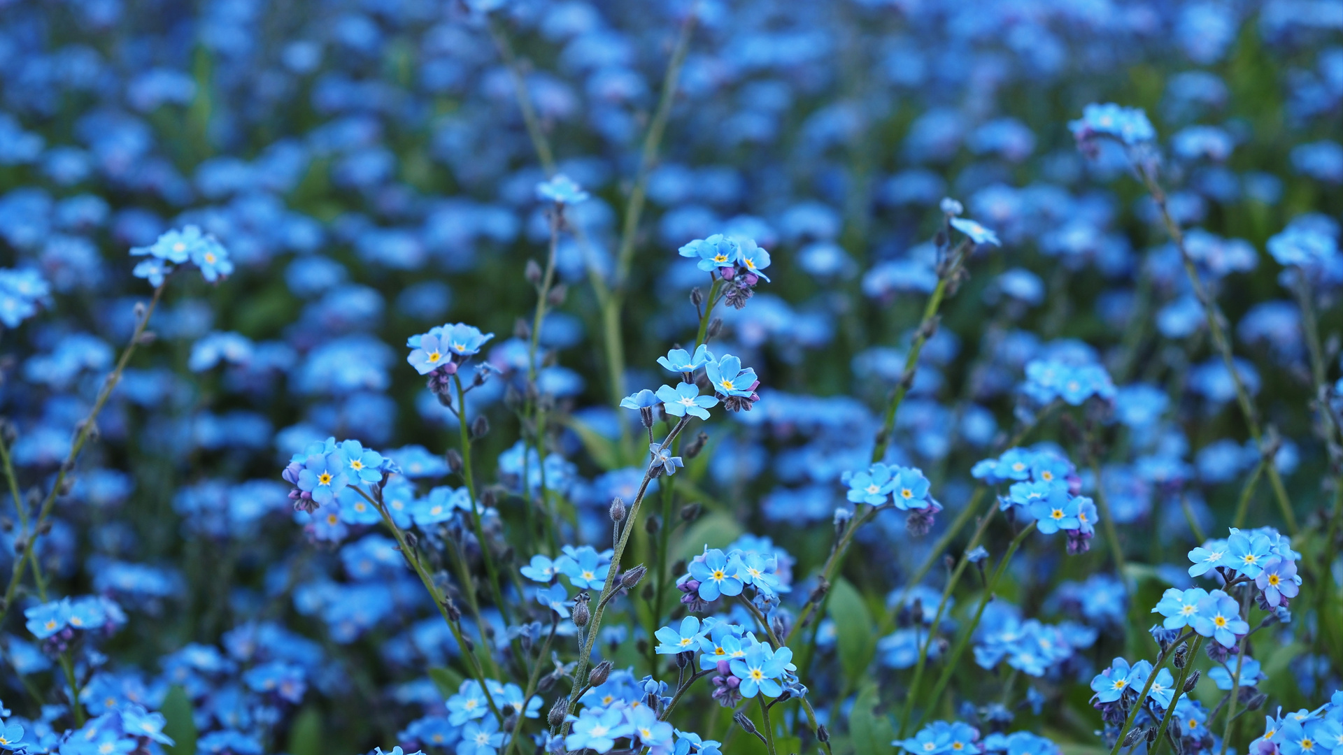 Blaues Meer