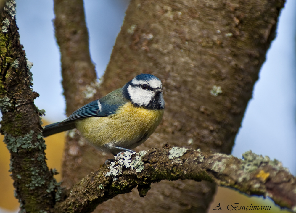 Blaues Meislein