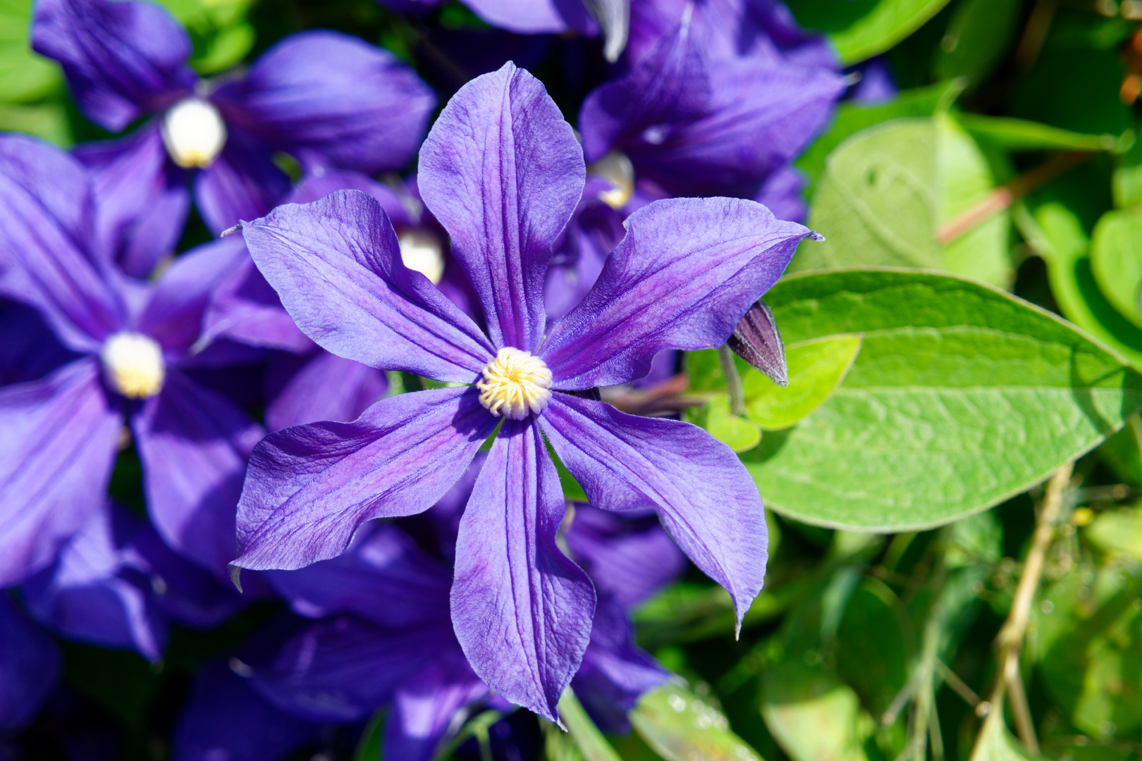 blaues Mittwochsblümchen