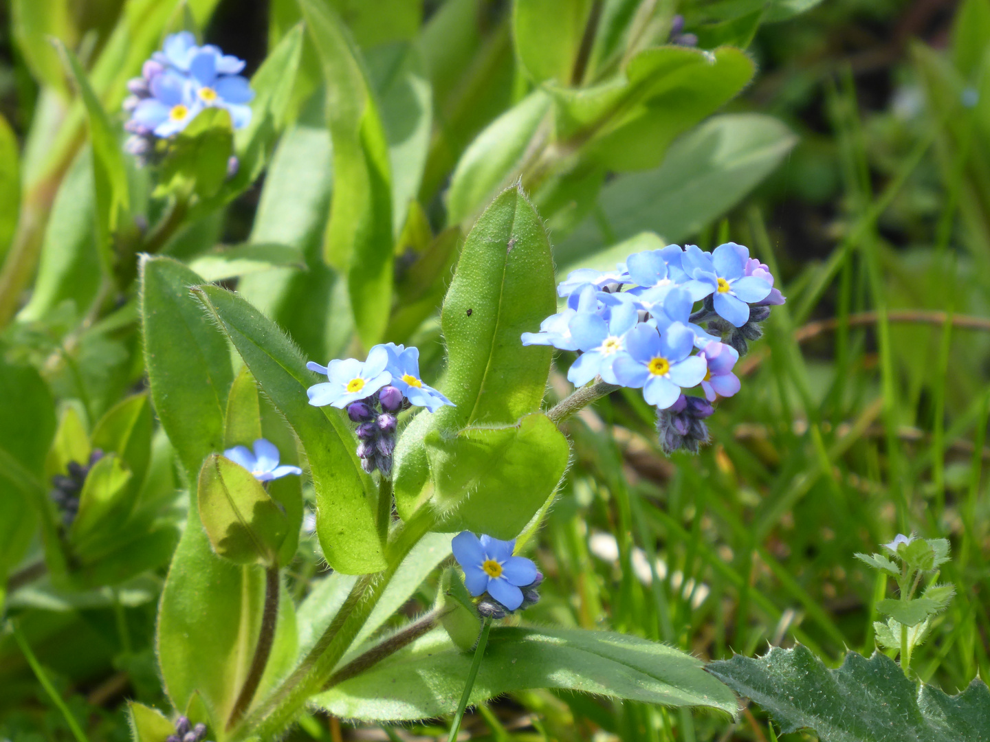 blaues Mittwochsblümchen