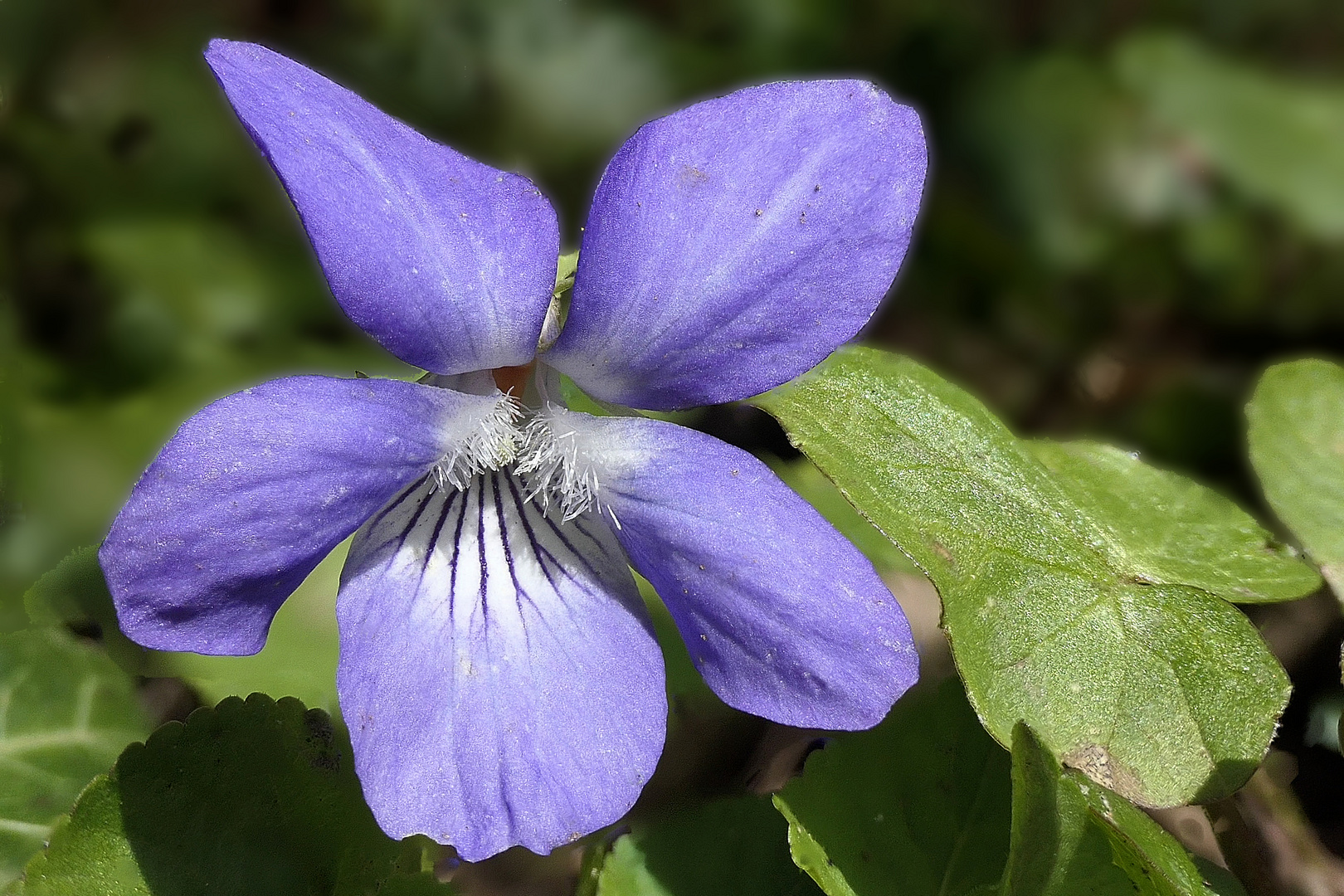 blaues Mittwochsblümchen