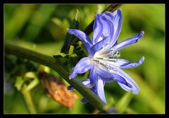 blaues Mittwochsblümchen