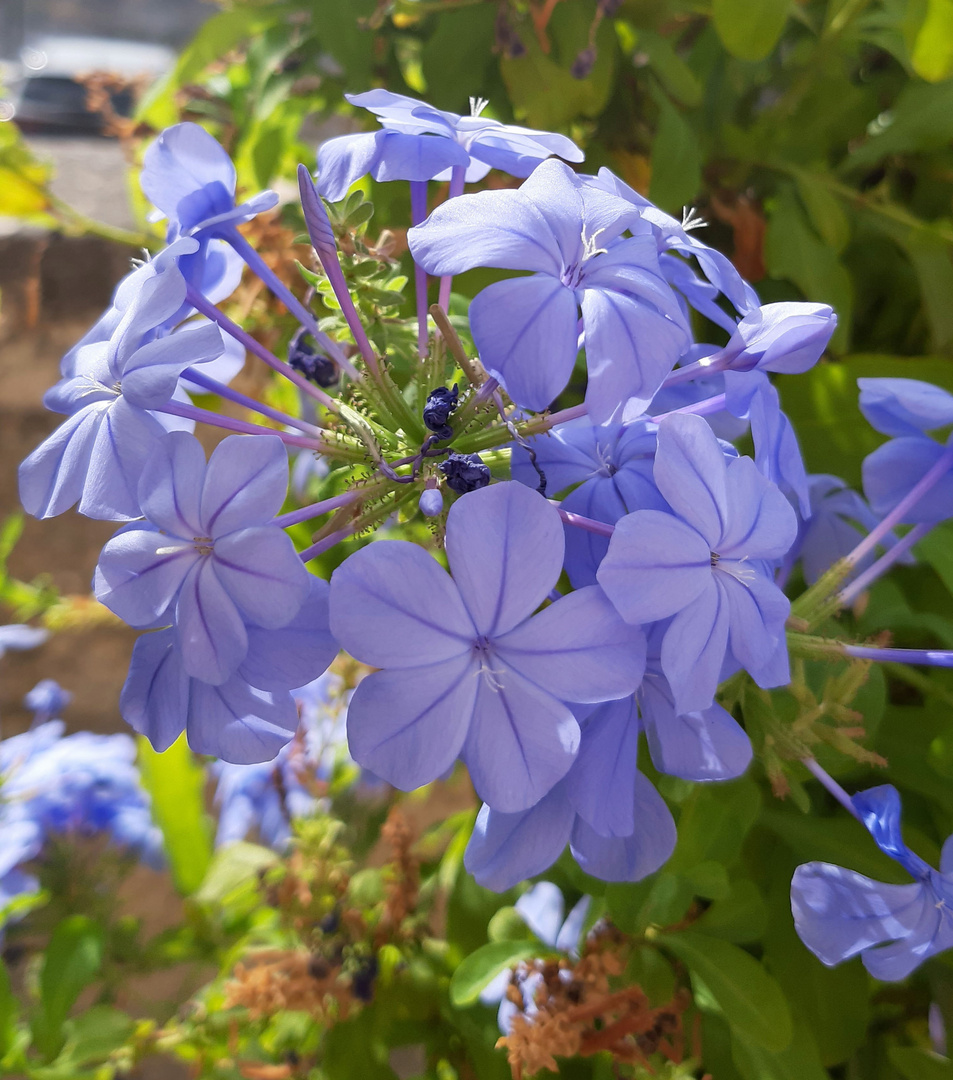 Blaues Mittwochsblümchen