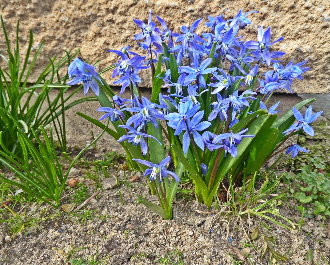 blaues Mittwochsblümchen