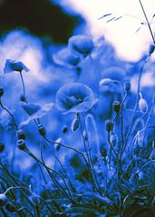 Blaues Mohnblumen Bild