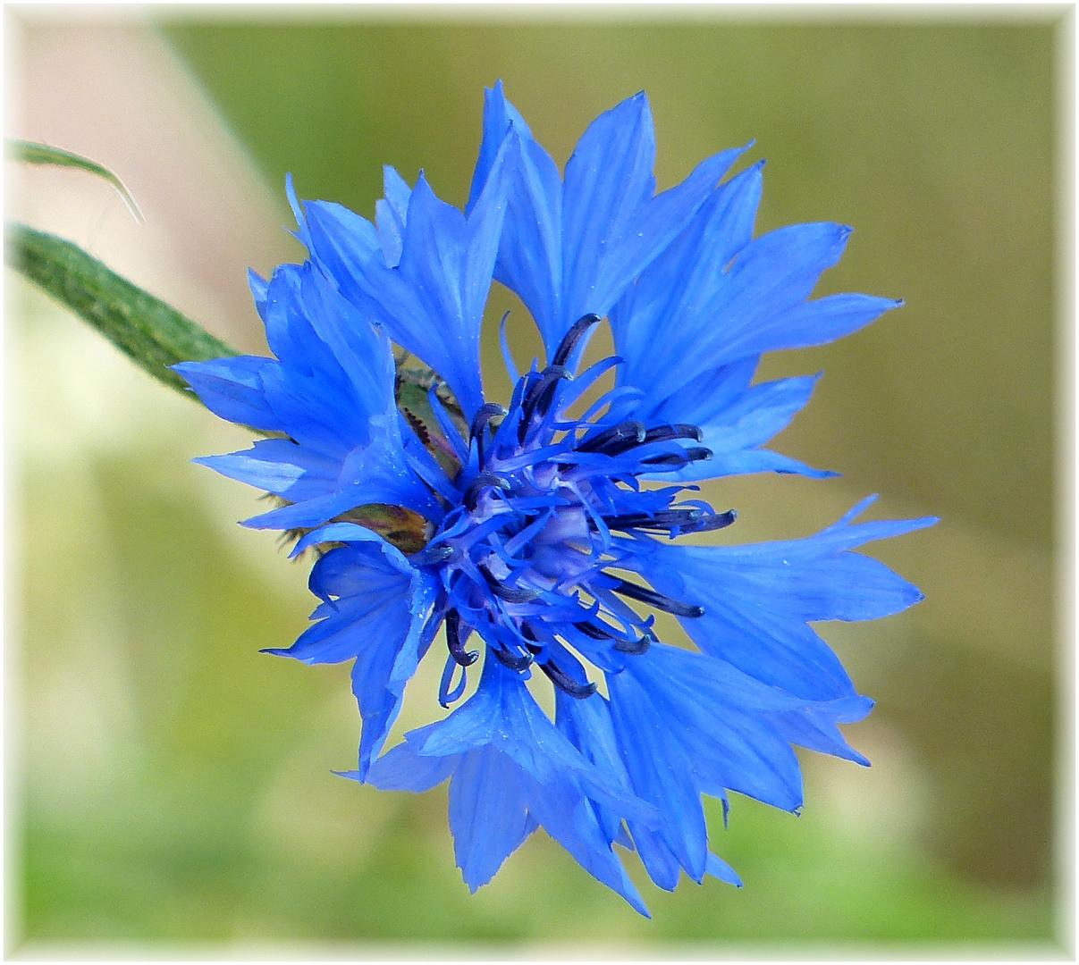 blaues Montagsblümchen