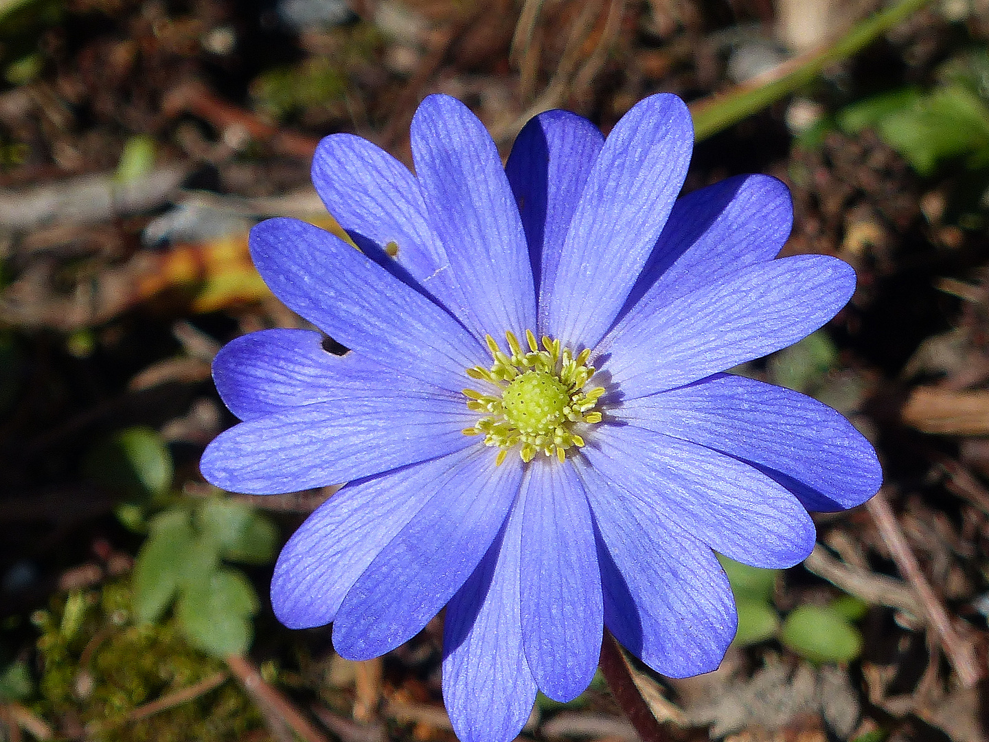 Blaues Montagsblümchen