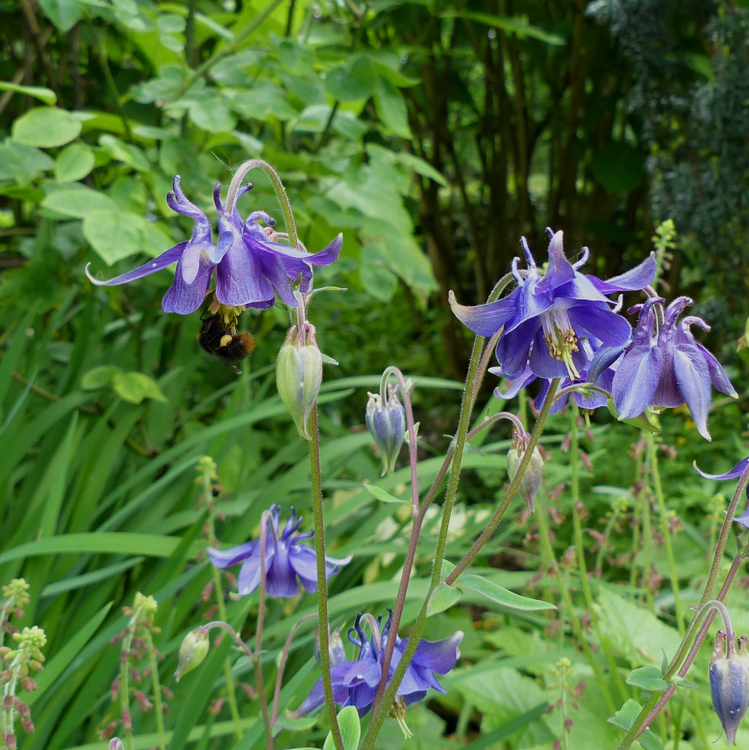 Blaues Montagsblümchen