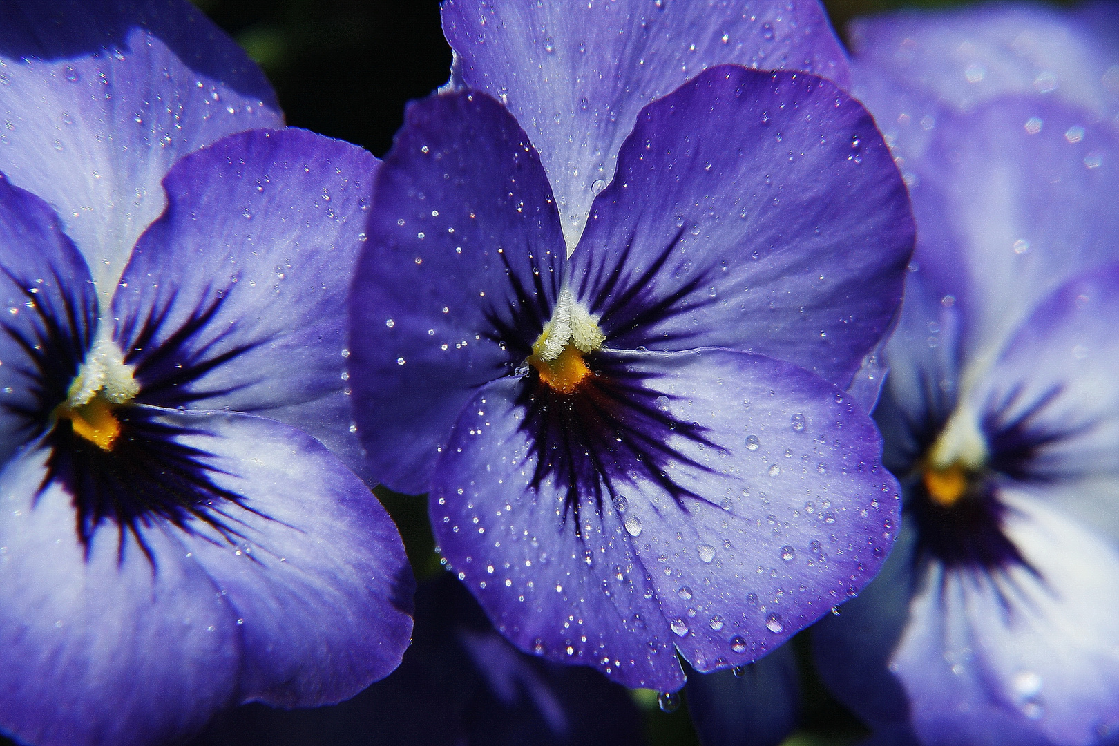 Blaues Mütterchen