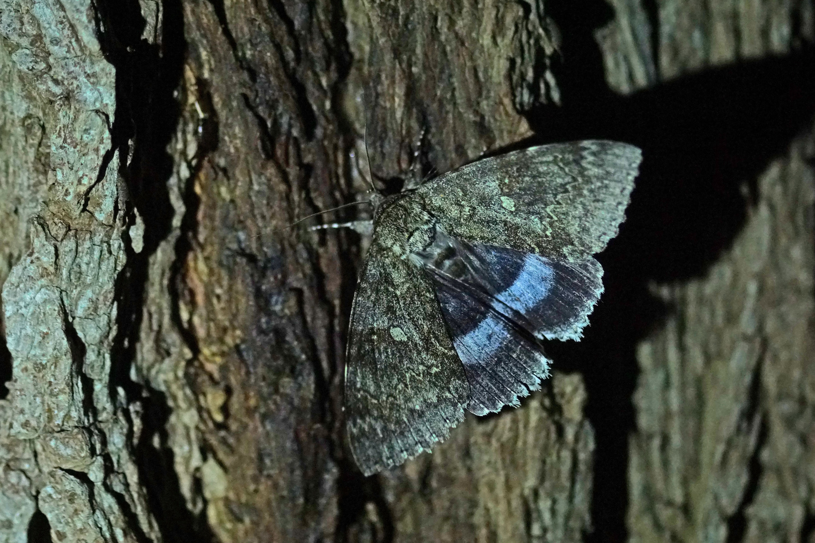 Blaues Ordensband (Catocala fraxini)