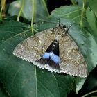 Blaues Ordensband, Catocala fraxini, Blue Underwing