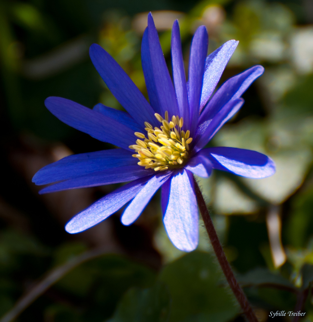 Blaues Osterblümchen