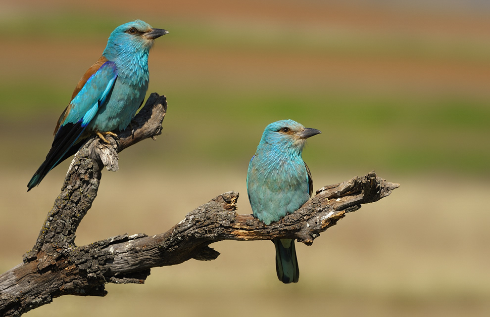 blaues Pärchen