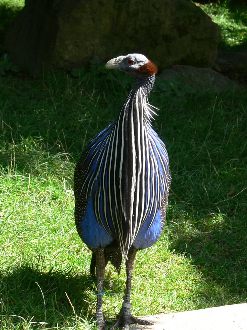 Blaues Perlhuhn