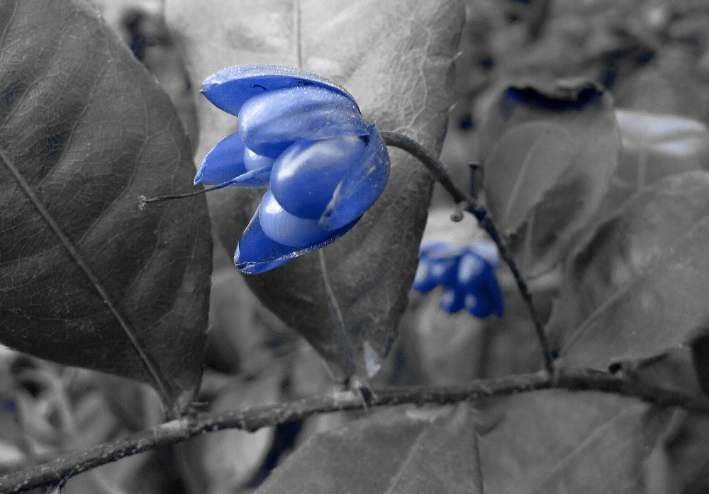 Blaues Pfaffenhütchen