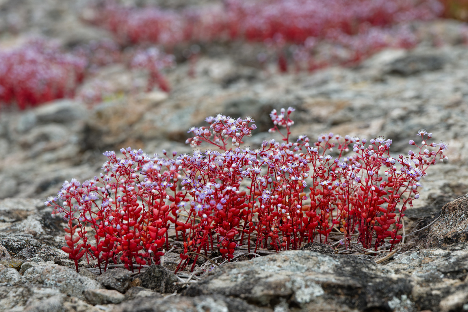 Blaues Rispengras (sedum caeruleum)