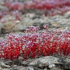 Blaues Rispengras (sedum caeruleum)