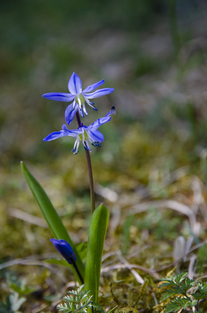 Blaues Schneeglöckchen_DSC_0005