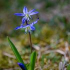 Blaues Schneeglöckchen_DSC_0005