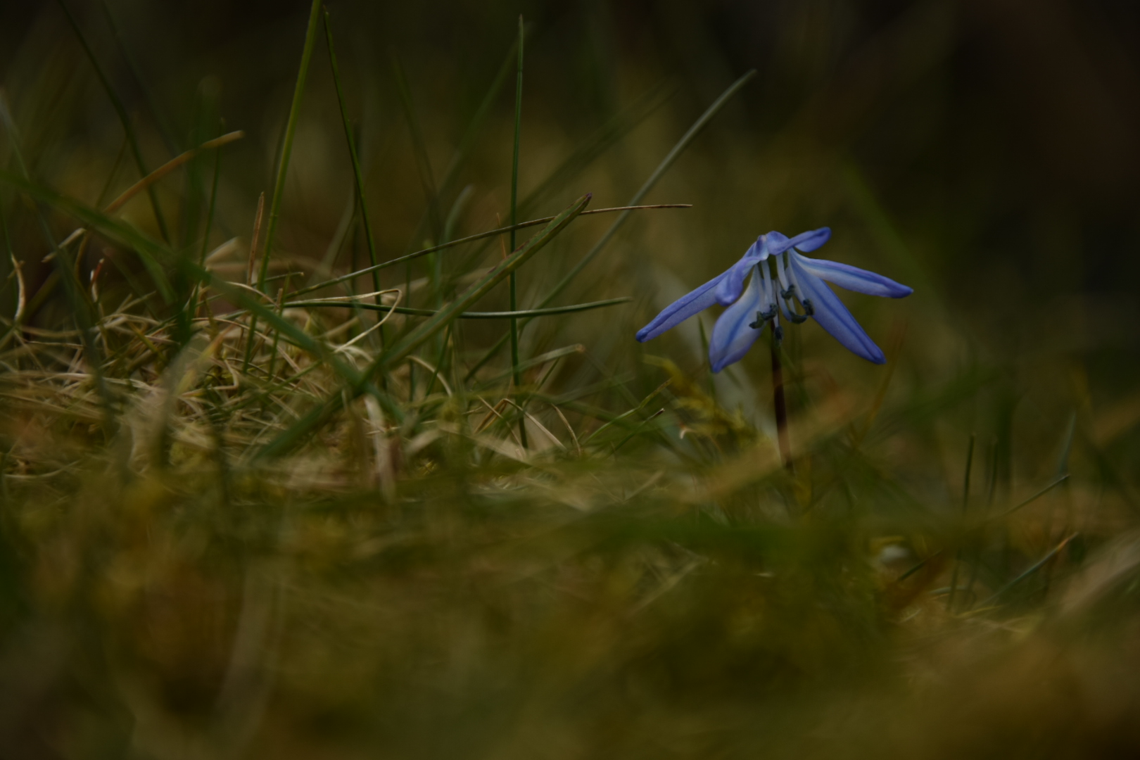 Blaues Schneeglöcken.