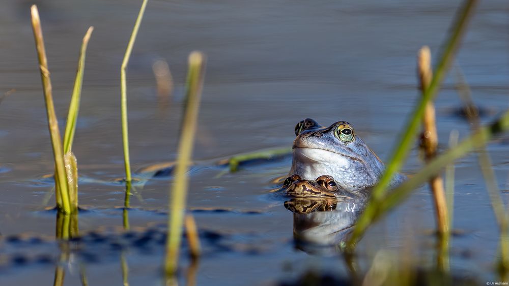 Blaues Schwergewicht