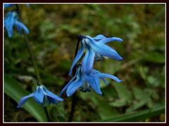 Blaues Sternchen