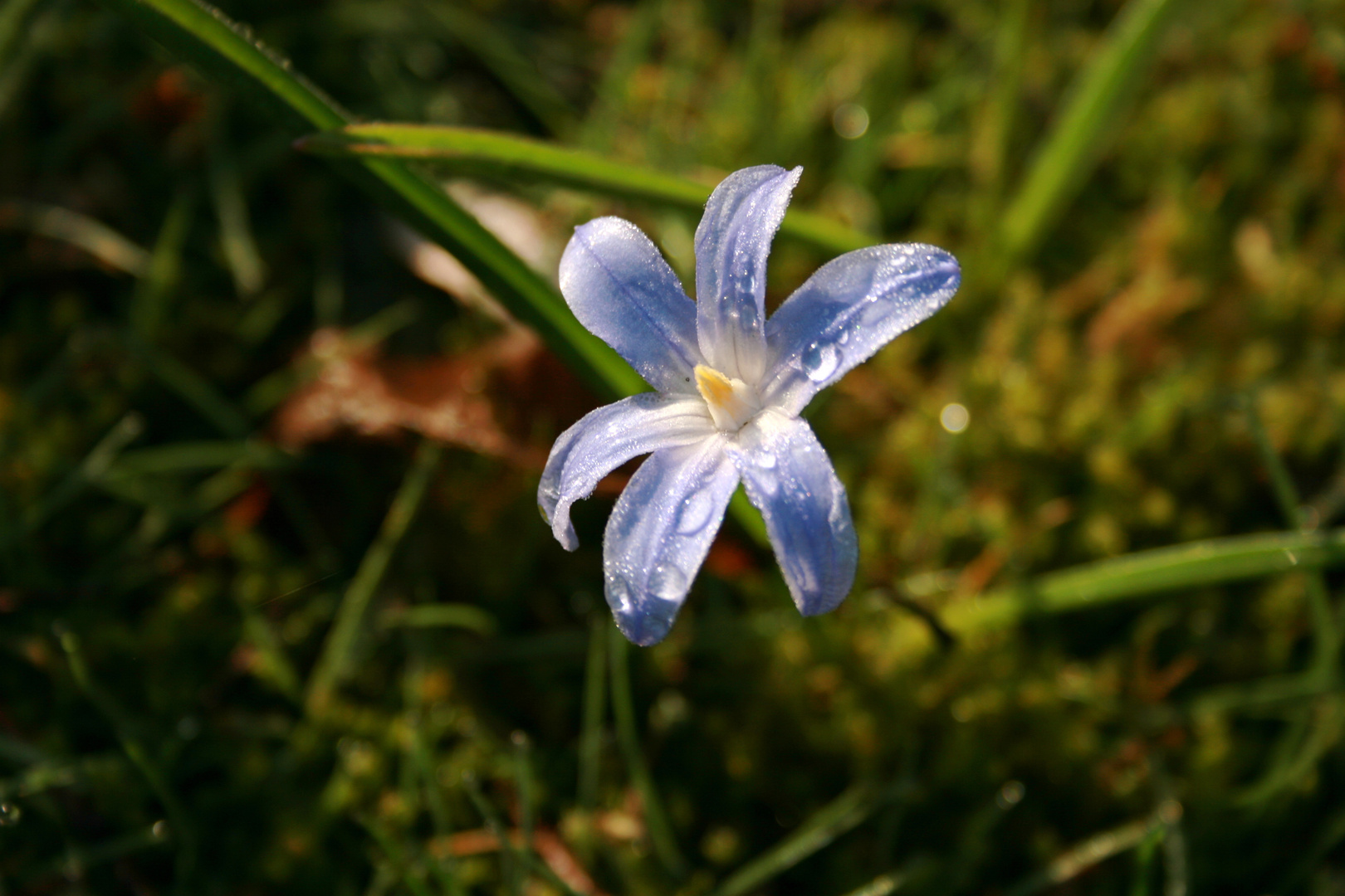 blaues Sternchen