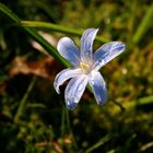 blaues Sternchen