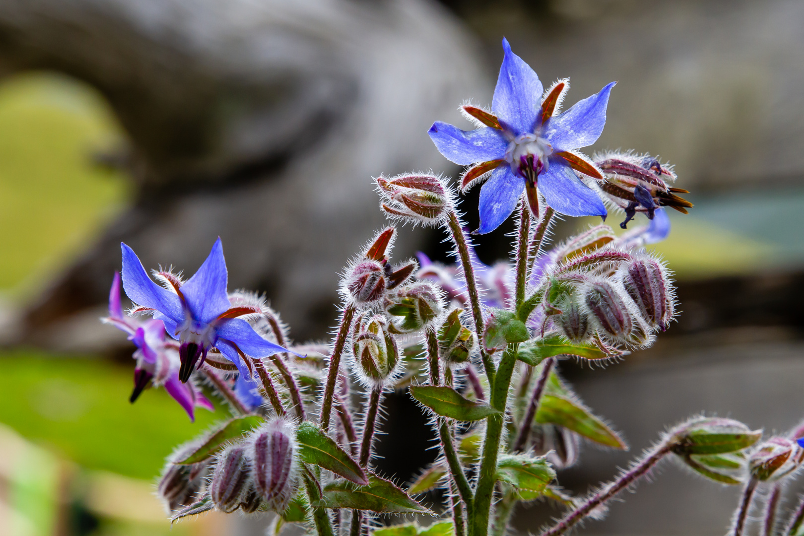 blaues Sternchen