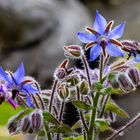 blaues Sternchen