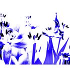 Blaues Tulpenende