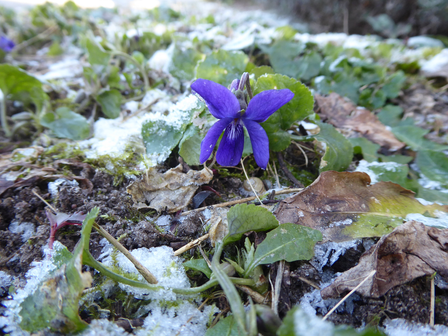 blaues Veilchen