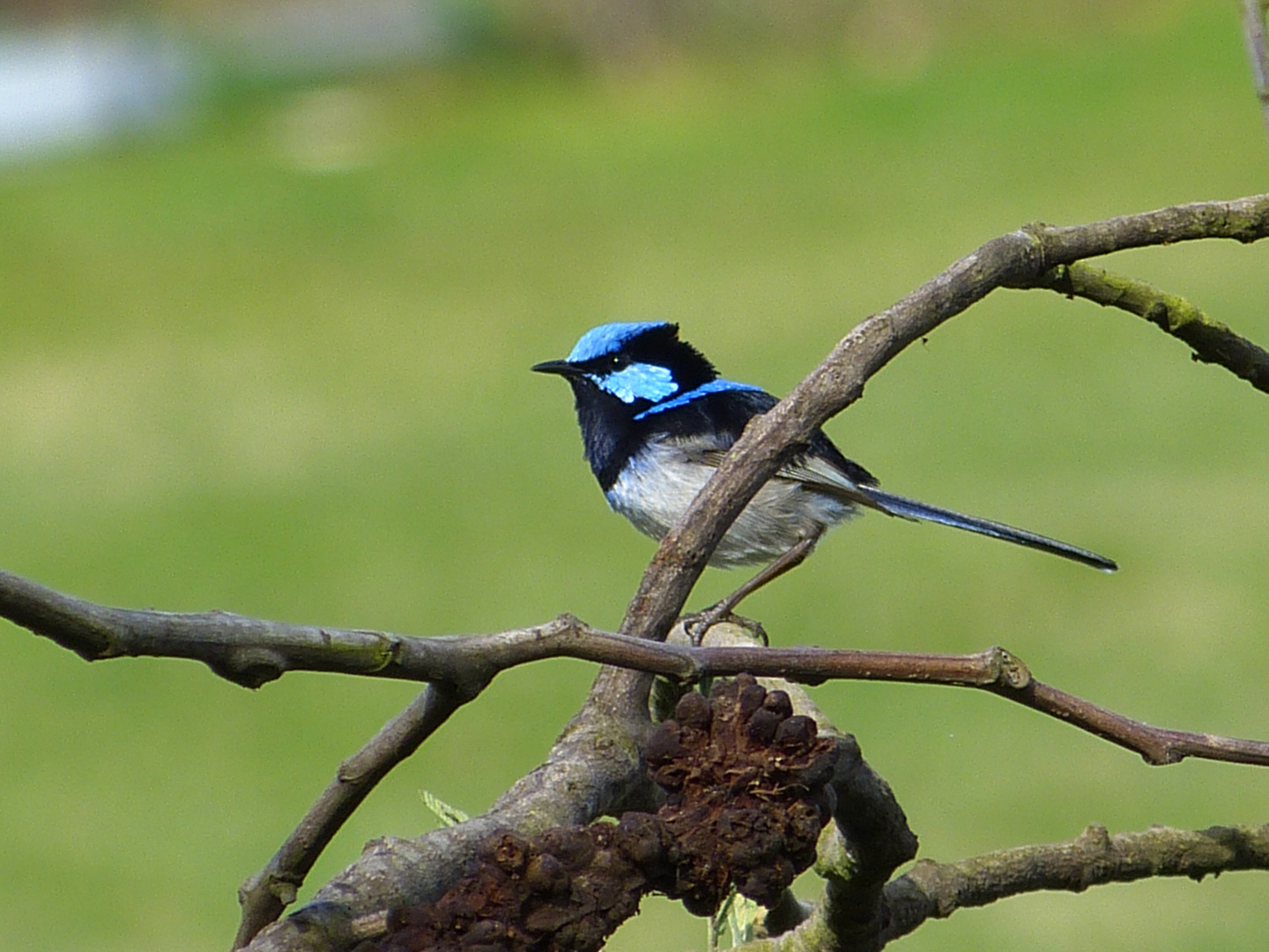 Blaues Vögelchen - Australien