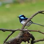 Blaues Vögelchen - Australien