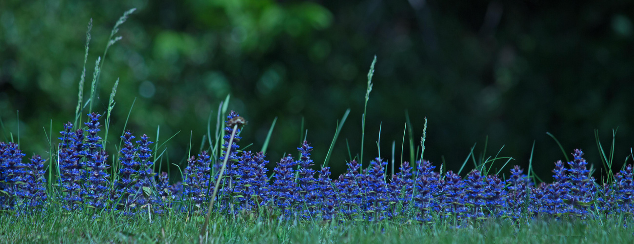 blaues Wäldchen im Rasen