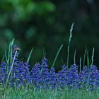 blaues Wäldchen im Rasen