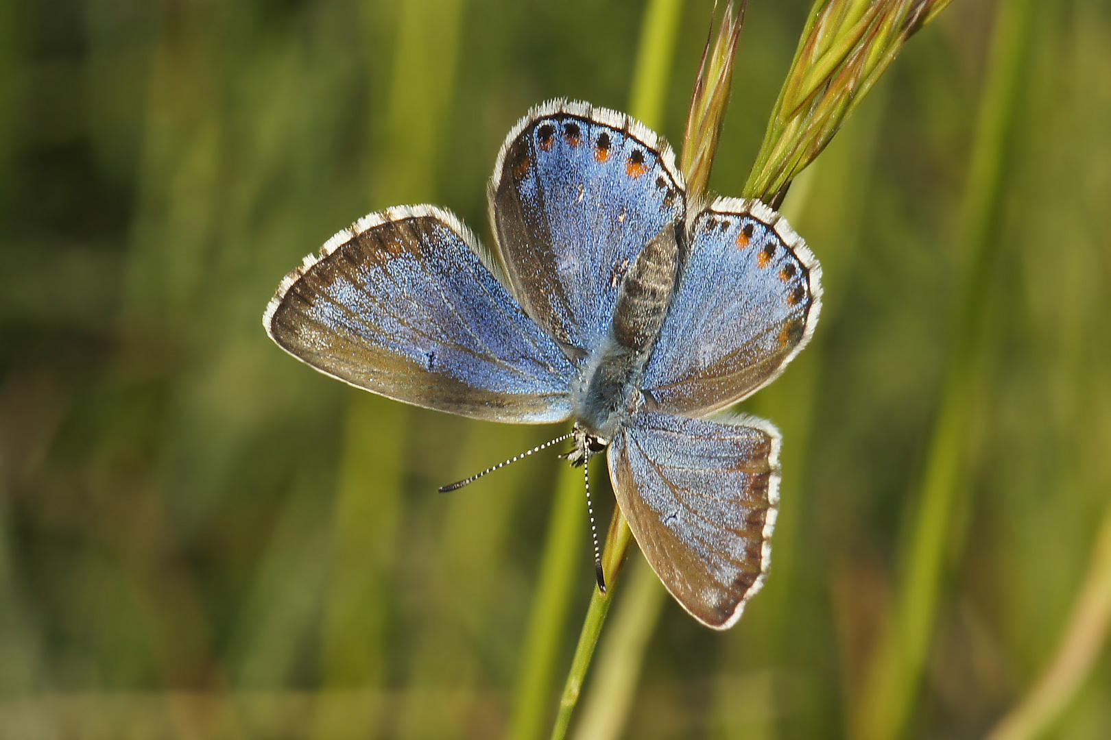 Blaues Weibchen des Himmelblauen Bläulings (Polyommatus bellargus f.ceronus)