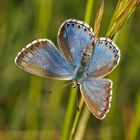 Blaues Weibchen des Himmelblauen Bläulings (Polyommatus bellargus f.ceronus)